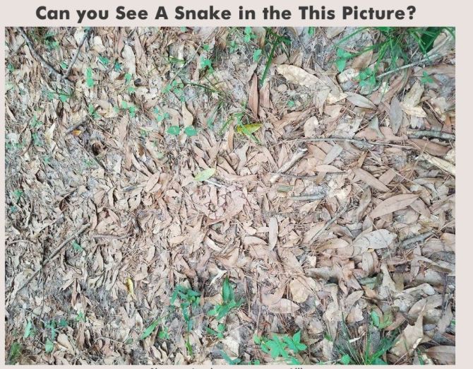 找出哪条隐藏着的蛇