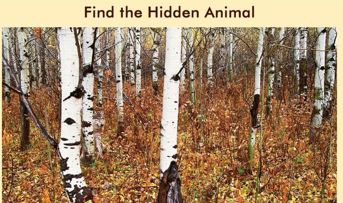 找出隐藏的动物